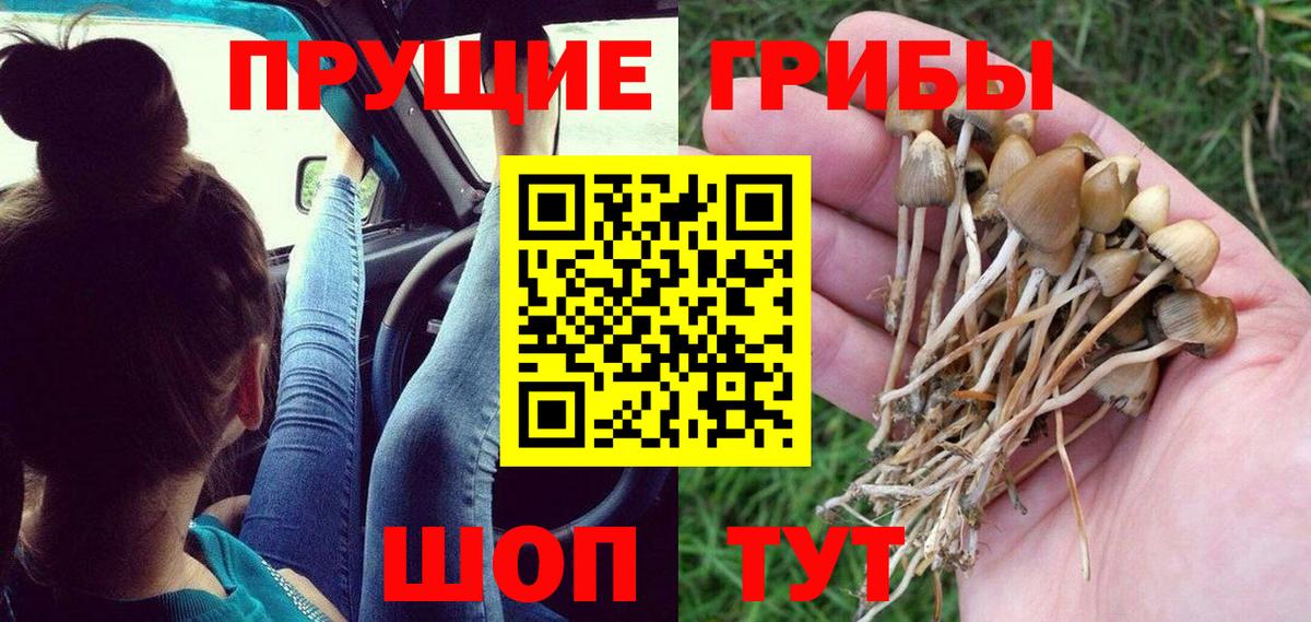 Галлюциногенные грибы Psilocybe  Псилоцибиновые грибы Psilocybine cubensis  Ленинск-Кузнецкий  Вход с VPN 